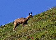 30 Camoscio solitario sulle pendici del Mincucco